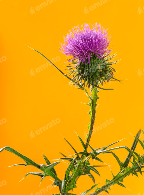 Preview: Thistle in front of an orange background