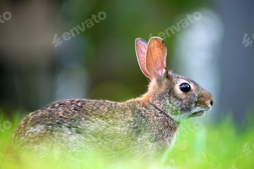 Preview: Grey small hare eating grass on summer field. Wild rabbit in nature