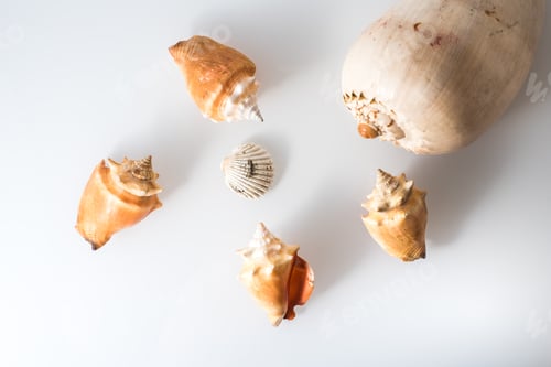 Preview: Group of seashells in studio with white background