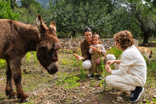 Preview: Happy ethnic mother with kids feeding cute donkeys with carrots