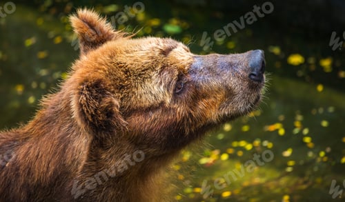 Preview: Brown Bear face close up, fur wet and matted, with a sad expression, gazing upward at Dehiwala Zoo