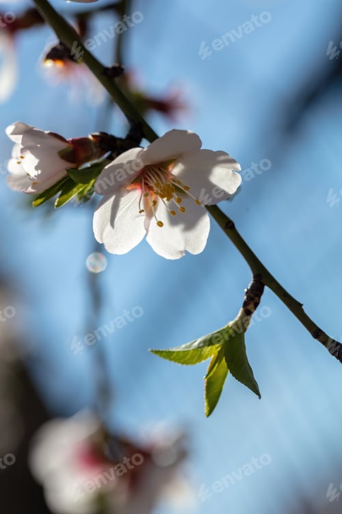 Preview: Almond tree bloom orchard tree flower. blue sky background, close up view. Spring blossom