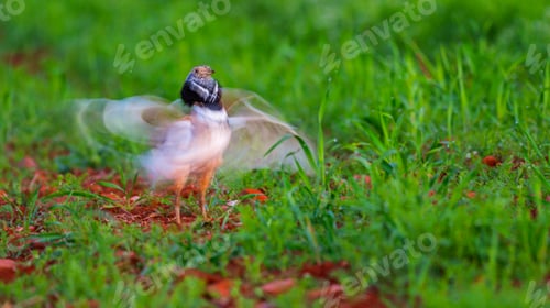 Preview: Little Bustard, Spain