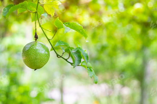 Preview: Passion fruit and Green leaves nature background