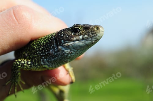 Preview: Closeup head of green spotted lizard in human hand