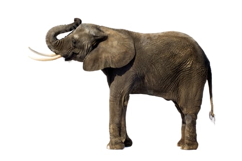 Preview: Elephant