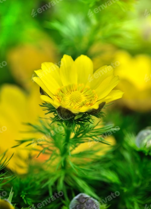 Preview: Yellow flowers of adonis (Adonis vernalis)