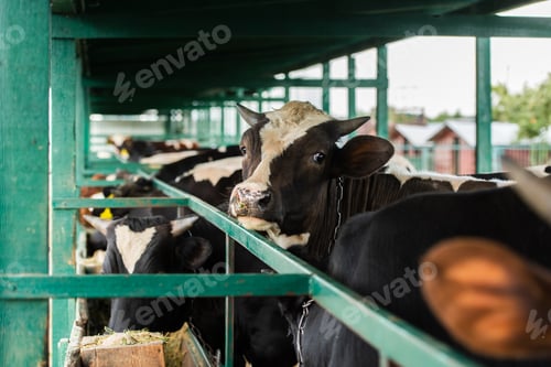 Vista previa: selective focus of black and white cow in herd near cowshed fence