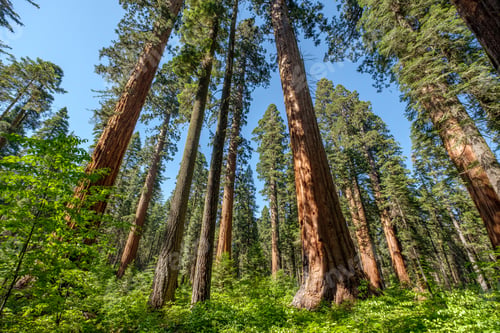 Preview: Sequoia tree in Calaveras Big Trees State Park