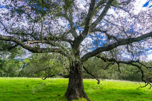 Preview: Large live oak tree