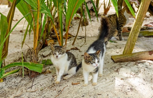 Preview: Adorable kittens playing under green plants on sand.