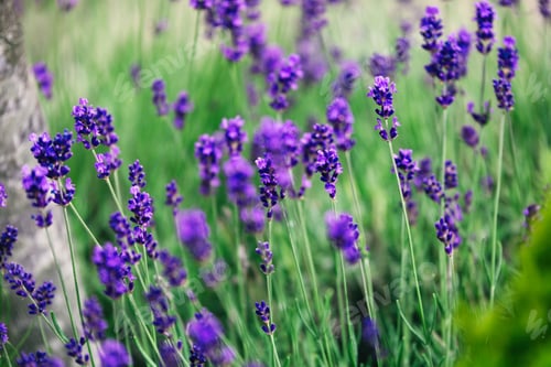 Preview: Picture of lavender flowers on field at sunlight