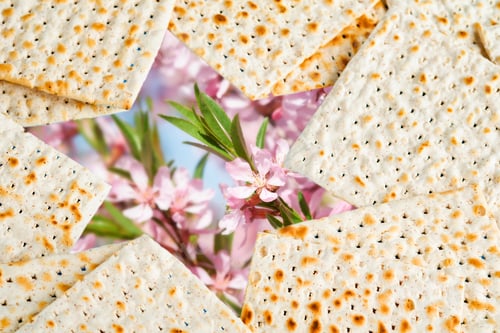 Preview: Passover sedercelebration concept. Star of David made from matzah in front of spring blossom tree ga