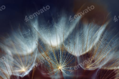 Preview: Closeup shot of a Dandelion flower on a blurred background