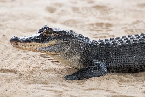 Preview: crocodile