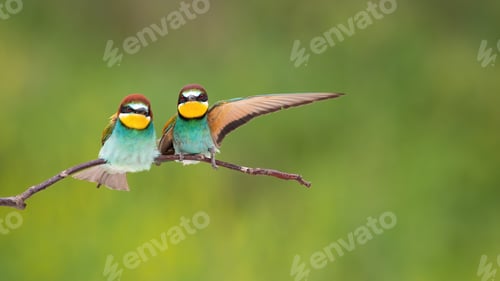 Preview: Couple of european bee-eaters sitting on twig with copy space