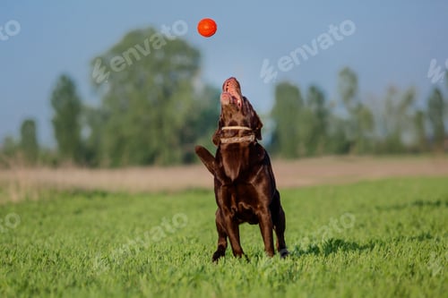 Preview: Labrador Retriever Dog breed on the field. Dog running on the green grass. Active dog outdoor.