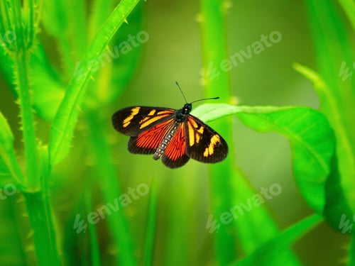 Preview: Beautiful butterfly