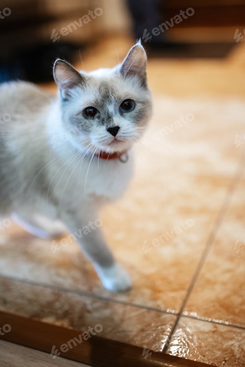 Preview: a gray cat of British or Scottish breed lies on the bed