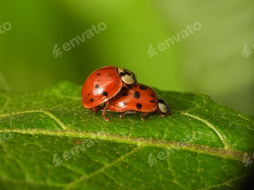 Preview: Lovely Ladybugs