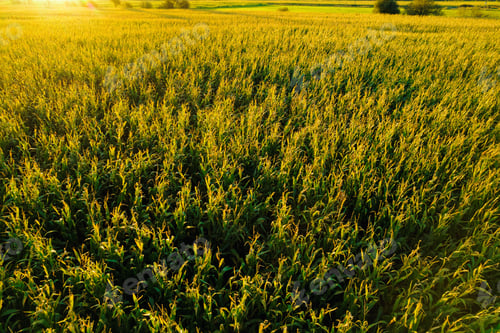Preview: Scenic view of a ripe corn field in fall at sunset