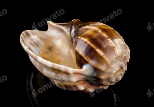 Preview: Harpa articularis Seashell on a black background