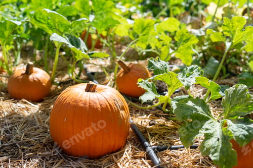 Preview: Pumpkins growing in a field for autumn harvest