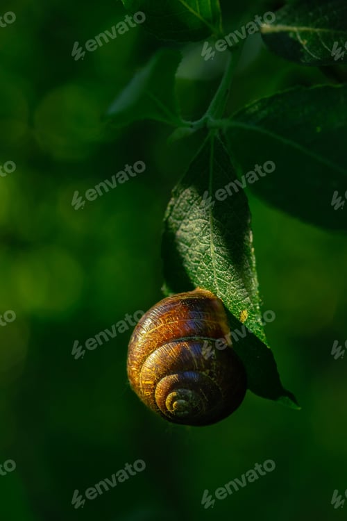 Preview: Snail large curl fixed on a green leaf - wildlife and food chains, gastropod mollusk