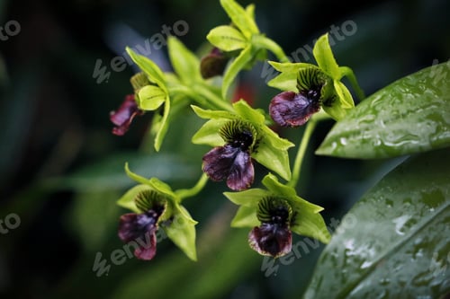 Preview: Black and green Dendrobium convolutum orchid flowers on dark natural background