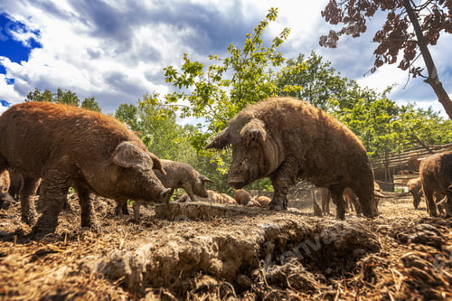 Preview: Mangalica pigs grazing on a farm
