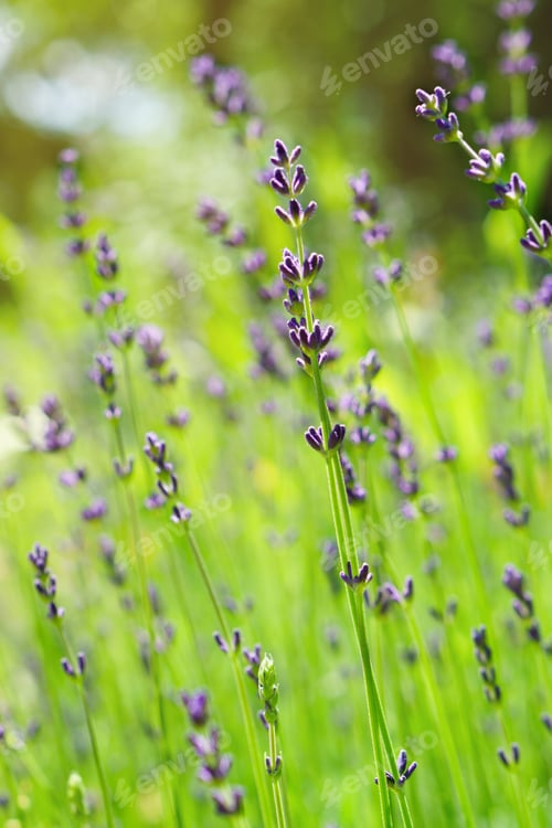Preview: Purple lavender bushes flowers and green summer grass