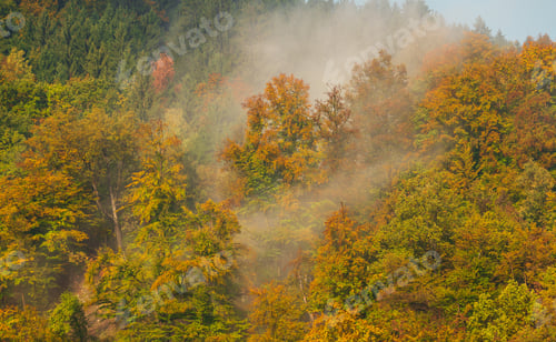 Preview: Autumn morning in the forest