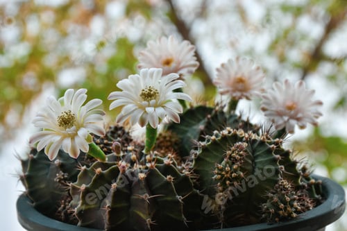 Preview: Small cactus collection succulent plant in mini pots, selective focus. Mini cactus in pot concept.