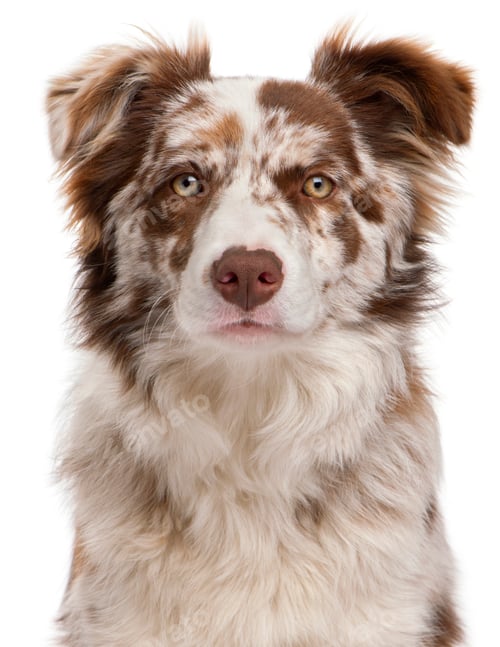 Preview: Close-up of Red Merle Border Collie, 6 months old, in front of white background
