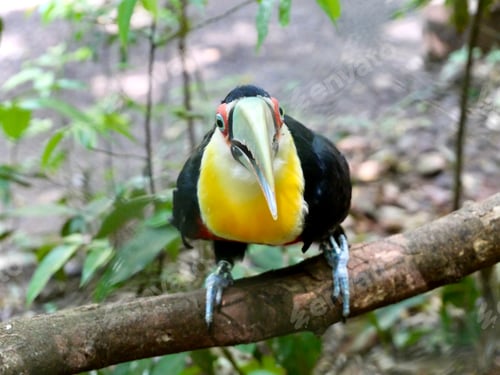 Preview: Close up bird