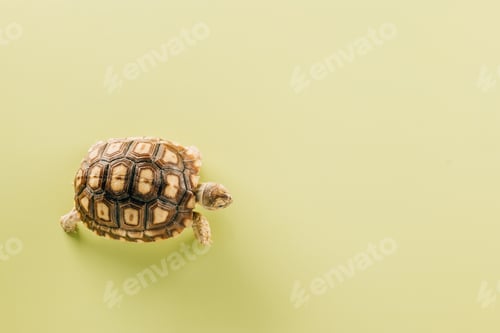Preview: African spurred Sulcata tortoise walking