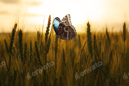 Preview: Beautiful butterfly on wheat field outdoors at sunset. Picturesque nature