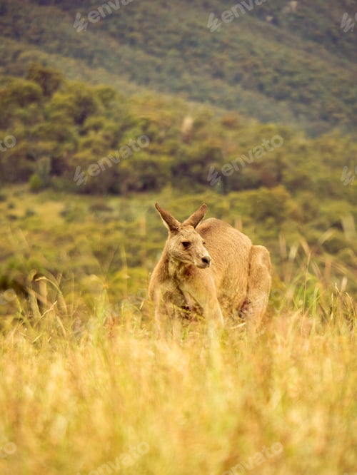 Preview: Kangaroo Standing Tall in a Field of Grass