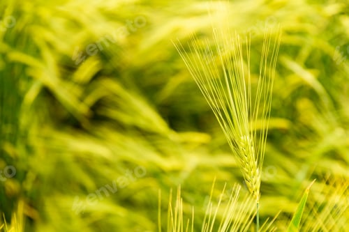 Preview: Green wheat