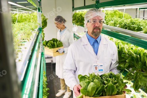 Preview: Serious mature male worker of vertical farm carrying box with harvest