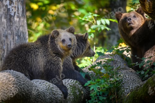Preview: Baby cub wild Brown Bear (Ursus Arctos) in the autumn forest. Animal in natural habitat