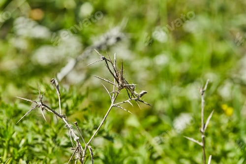 Preview: Dry flowers with thorns on the background of a green field in high resolution