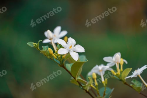 Preview: Close up of flower in the nature for background, nature background