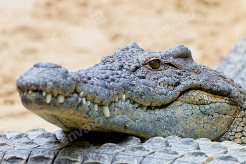 Preview: A nile crocodile, Crocodylus niloticus