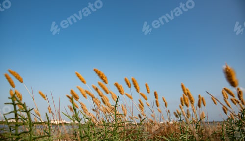 Preview: Green plants on a dry bond. Blue clear sky at summer