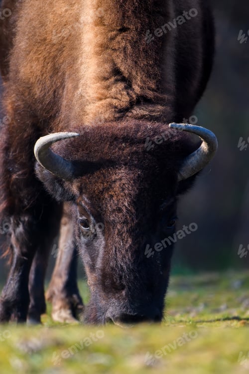 Preview: Wild adult Bison in the autumn forest. Wild animal in the natural habitat