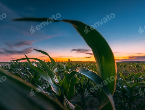Preview: Landscape Of Young Green Maize Corn Field Under Scenic Summer Dramatic Sky In Sunset Dawn Sunrise