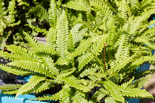 Preview: Asplenium scolopendrium, dwarf fern with green leaves in spring sunlight
