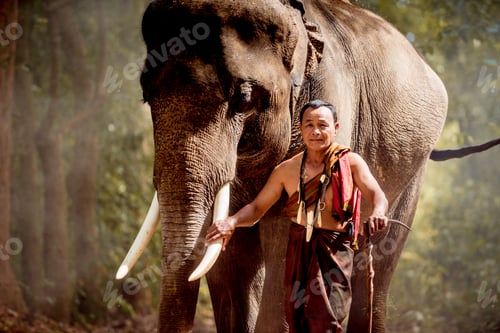 Preview: Elephant at sunrise in Thailand