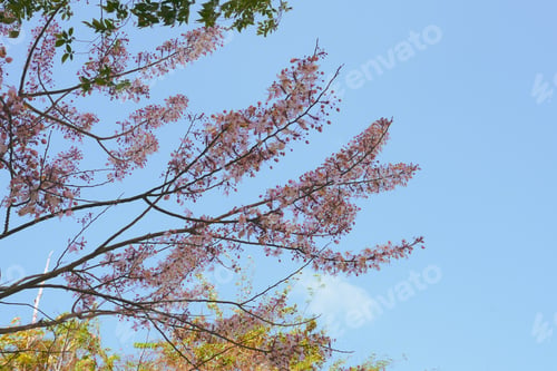 Preview: Beautiful pink flowers of Cassia Bakeriana Craib cherry blossom on branches